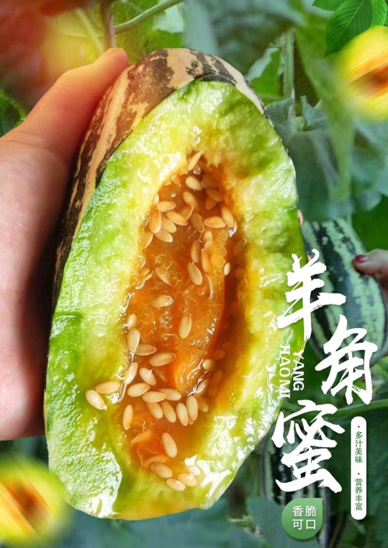 新疆库尔勒羊角蜜2022年已上市，对接渠道，供应，一件代