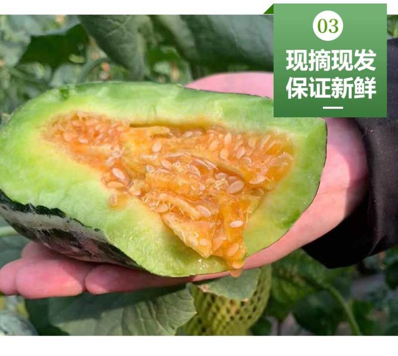 新疆库尔勒羊角蜜2022年已上市，对接渠道，供应，一件代