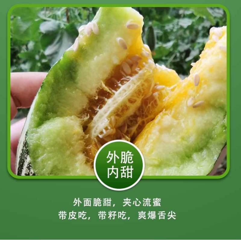 新疆库尔勒羊角蜜2022年已上市，对接渠道，供应，一件代
