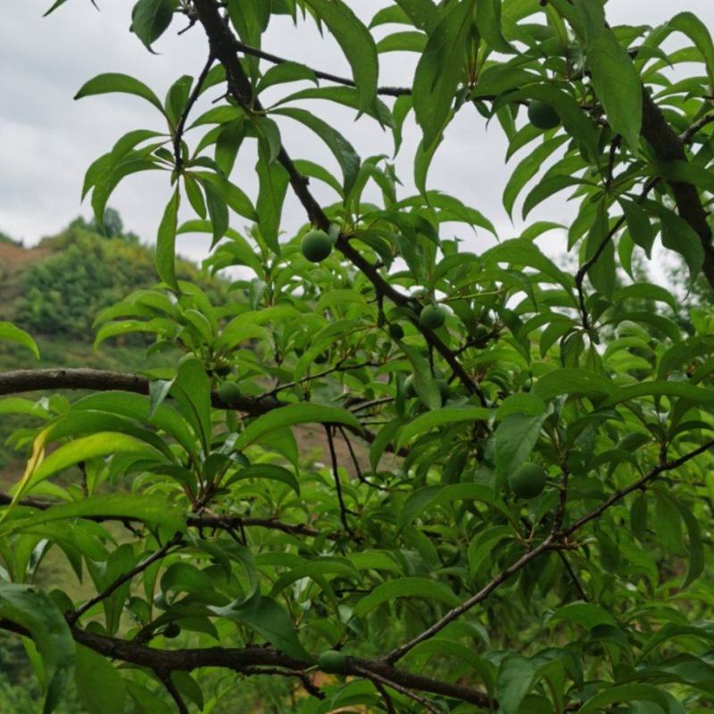 蜂糖李需要的联系