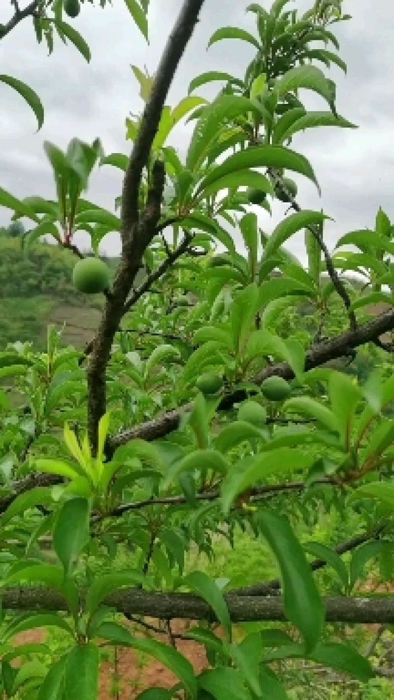 蜂糖李需要的联系