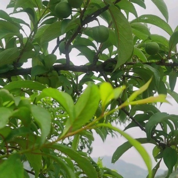 蜂糖李需要的联系