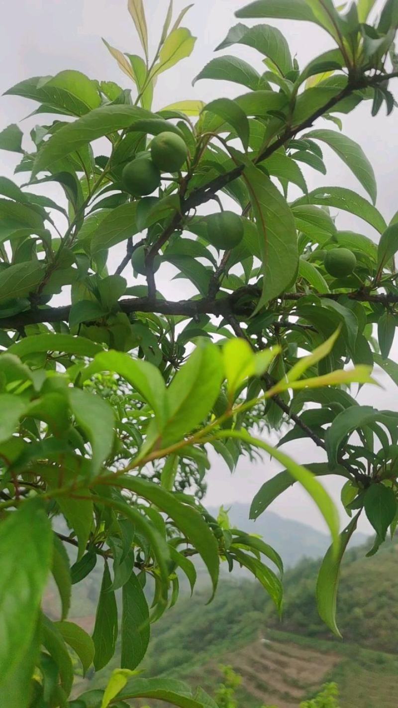 蜂糖李需要的联系