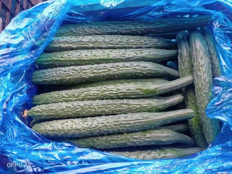 精品密刺黑油亮条形好绿皮绿瓤产地直销货源充足