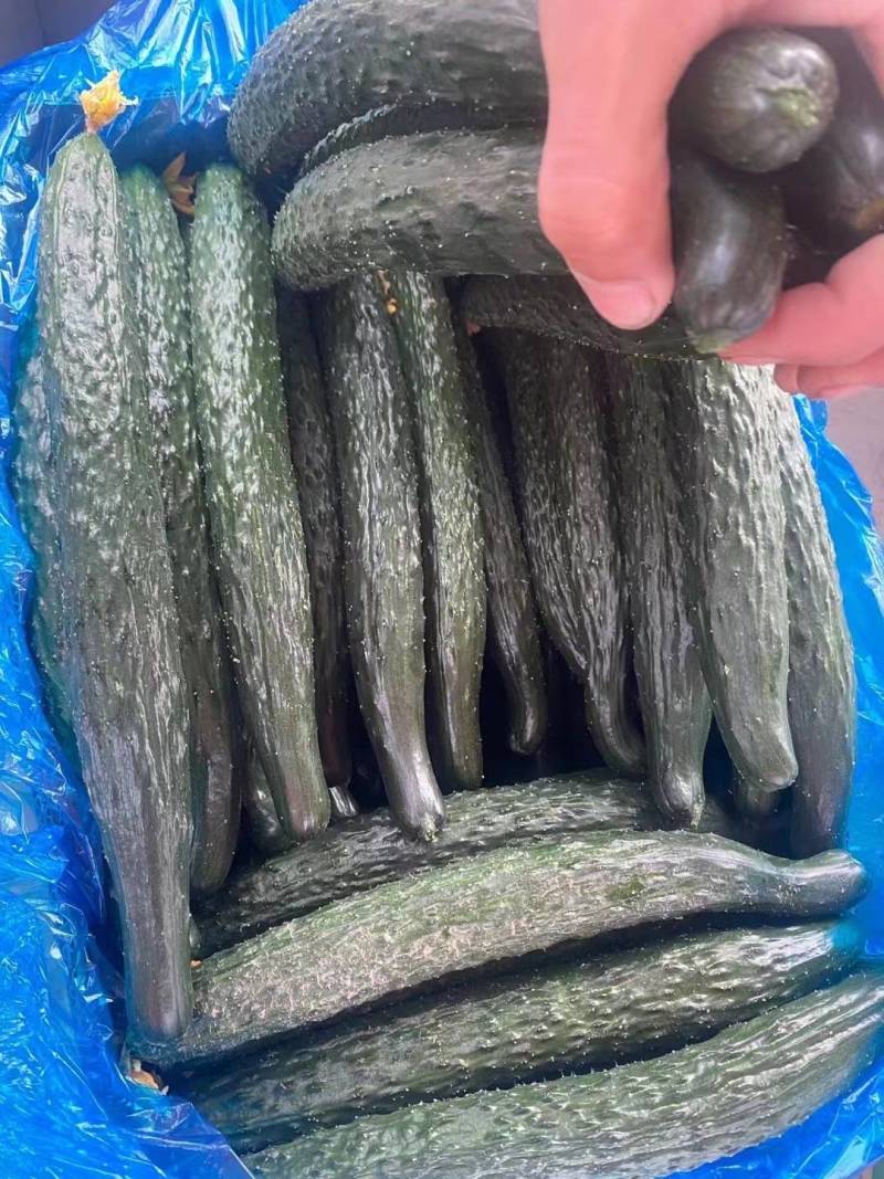 精品密刺黑油亮条形好绿皮绿瓤产地直销货源充足