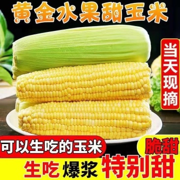 甜玉米原产地直发大产区货量大一手货源一手价格价格低