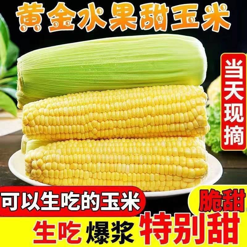 甜玉米原产地直发大产区货量大一手货源一手价格价格低