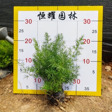 【天门冬丝冬天冬草明天冬】各种规格欢迎咨询详谈