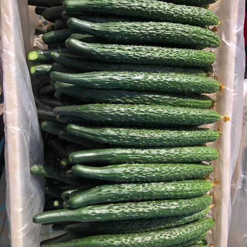 精品密刺黑油亮条形好绿皮绿瓤产地直销货源充足