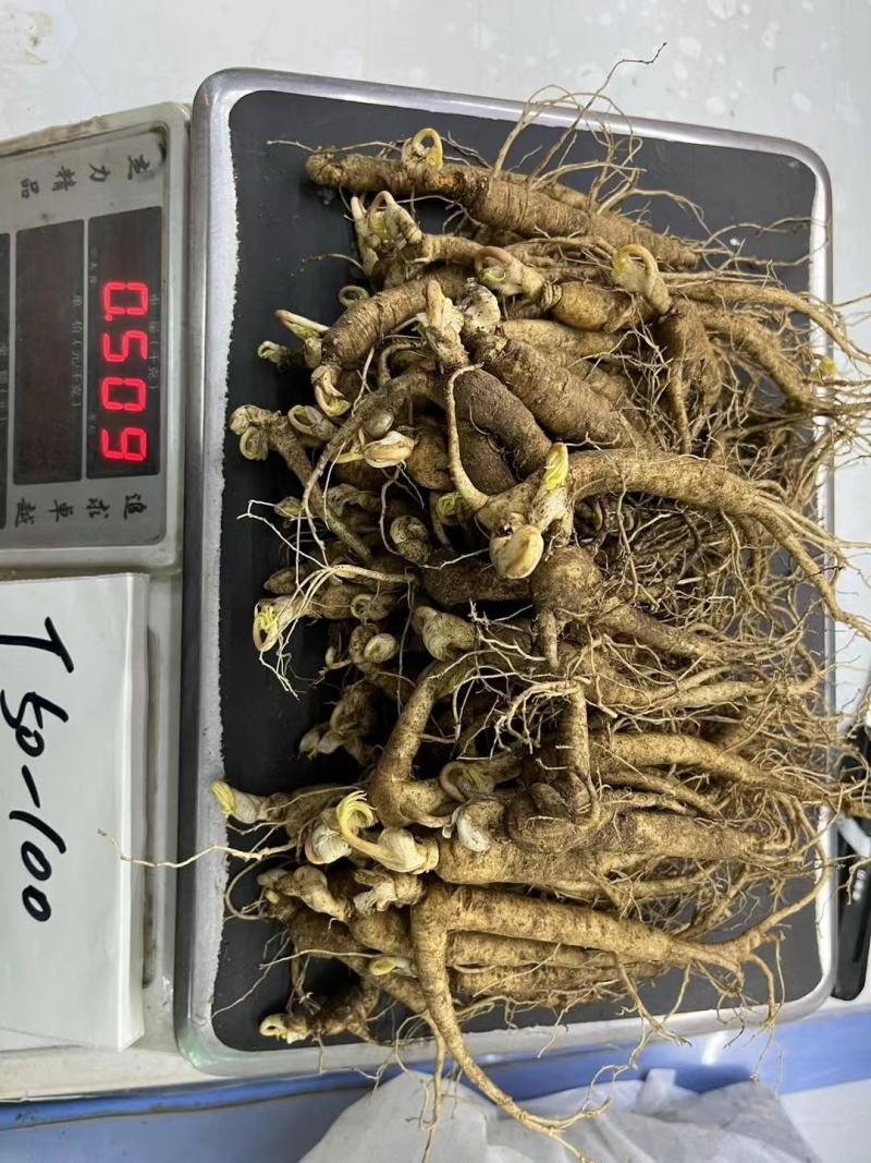 长白山人参，鲜人参顺丰包邮送鹿茸片鹿鞭片，特价活动