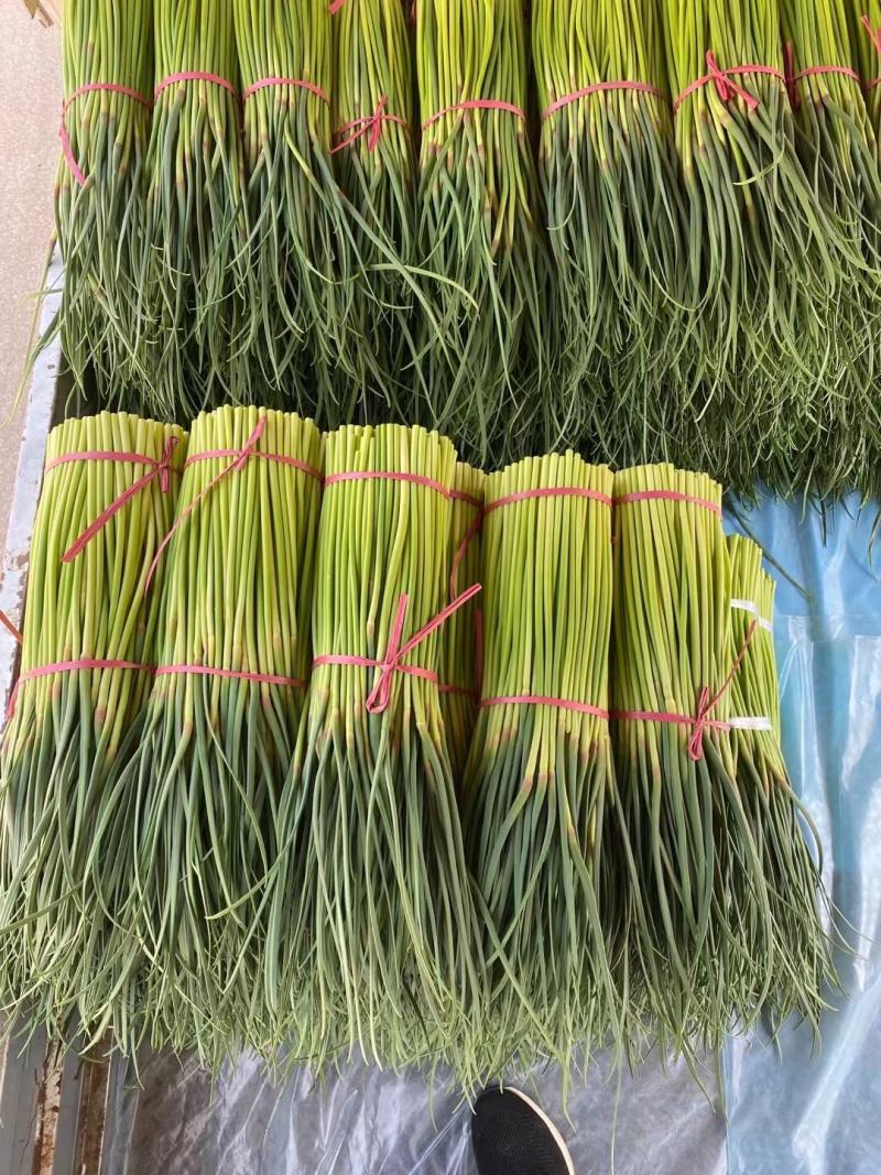 宁陵蒜薹大量上市价格便宜质量保证