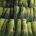 宁陵蒜薹大量上市价格便宜质量保证