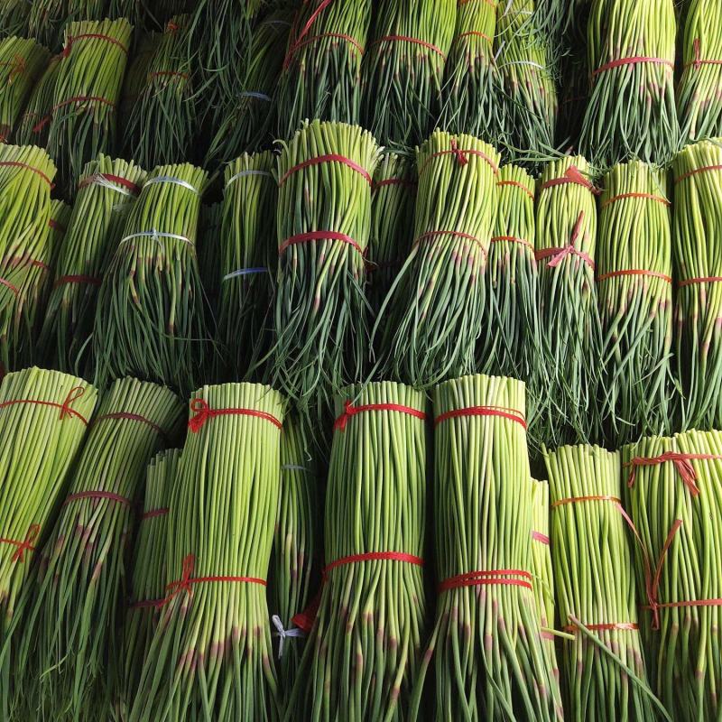 宁陵蒜薹大量上市价格便宜质量保证