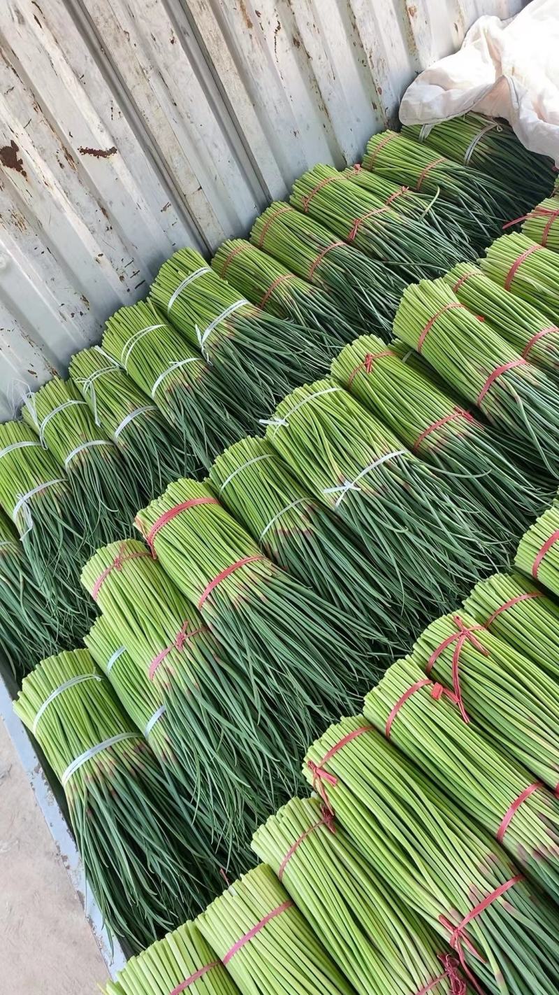 宁陵蒜薹大量上市价格便宜质量保证