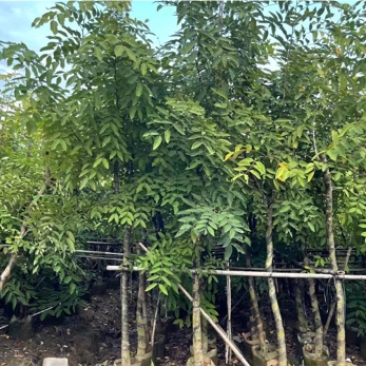 绿化苗木，腊肠树，树形，光杆，骨架。
