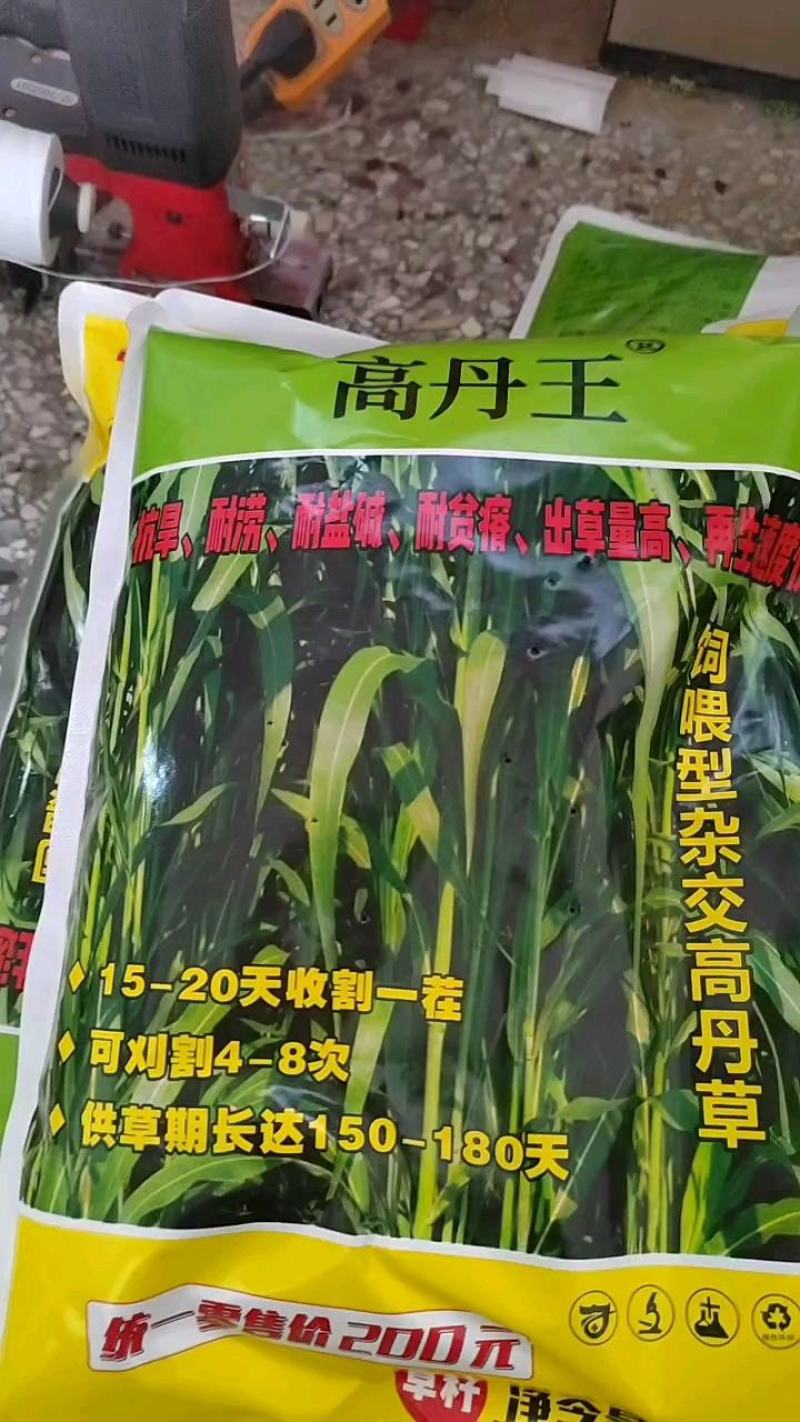 高丹王草适合牛羊吃的牧草
