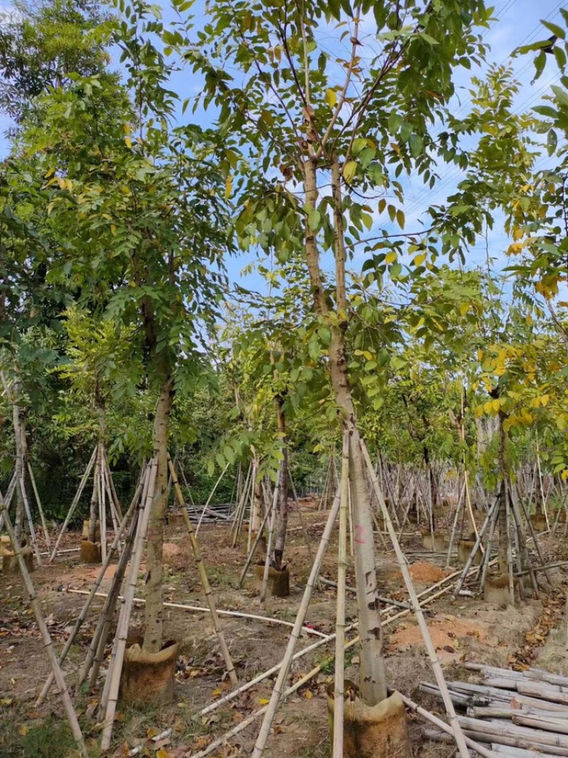 绿化苗木，腊肠树，树形，光杆，骨架。