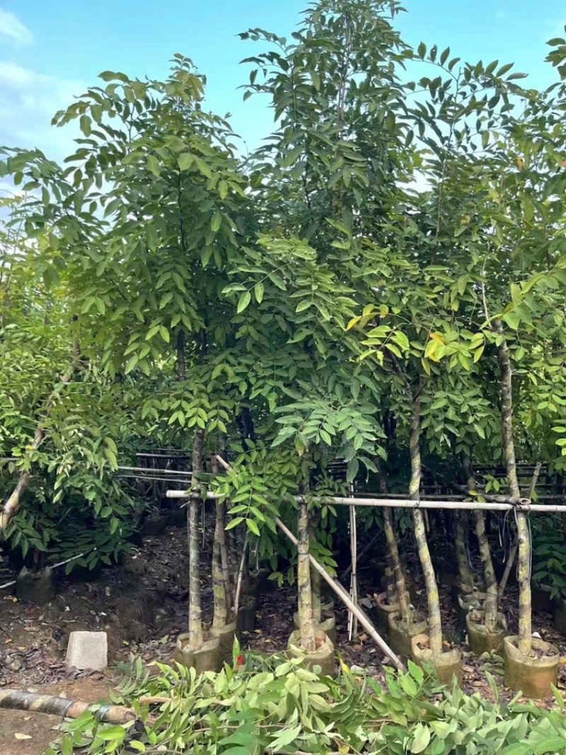 绿化苗木，腊肠树，树形，光杆，骨架。