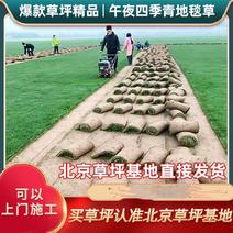 北京草坪销售草皮绿化园林工程草坪带土庭院绿植园林工程