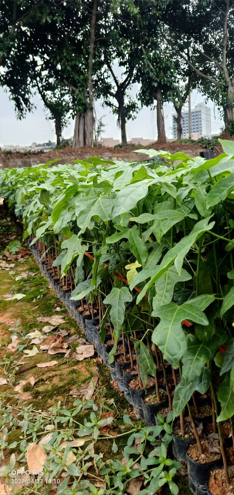澳洲火焰木树苗公园庭院别墅院子种植树绿化工程树苗开花品种