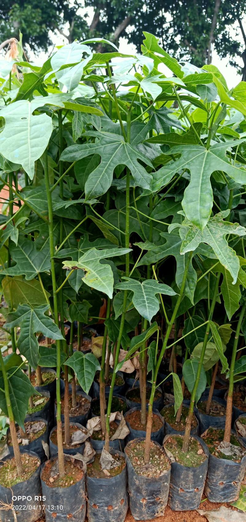 澳洲火焰木树苗公园庭院别墅院子种植树绿化工程树苗开花品种