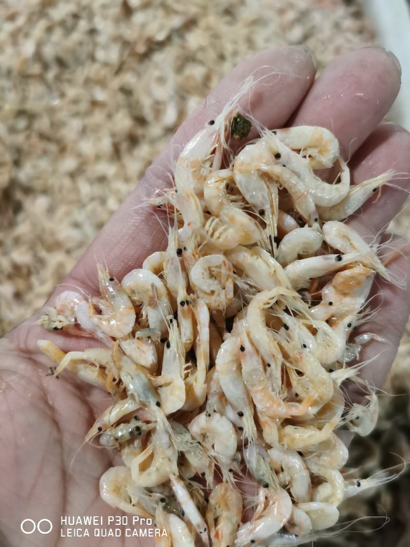 船只一手新货，麦杆虾，蹦蹦虾，麦穗虾，2022新货。