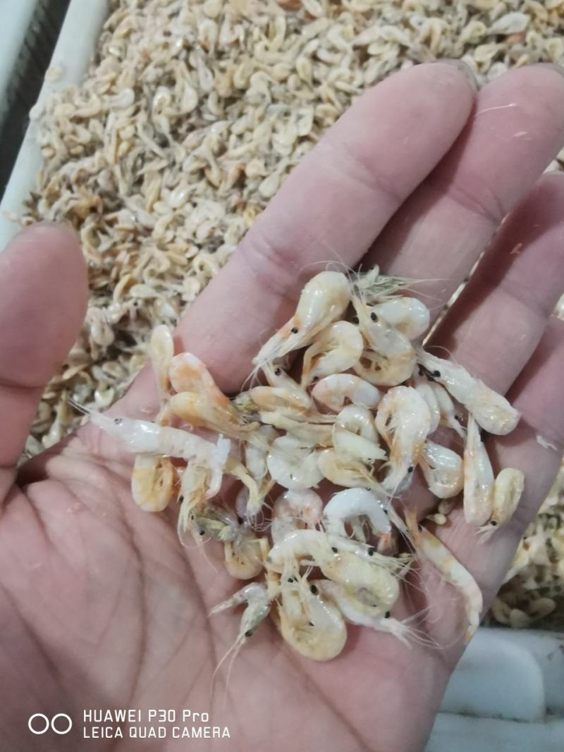 船只一手新货，麦杆虾，蹦蹦虾，麦穗虾，2022新货。