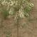 河北文冠果，文冠果树，文冠果苗，2公分以上文冠果