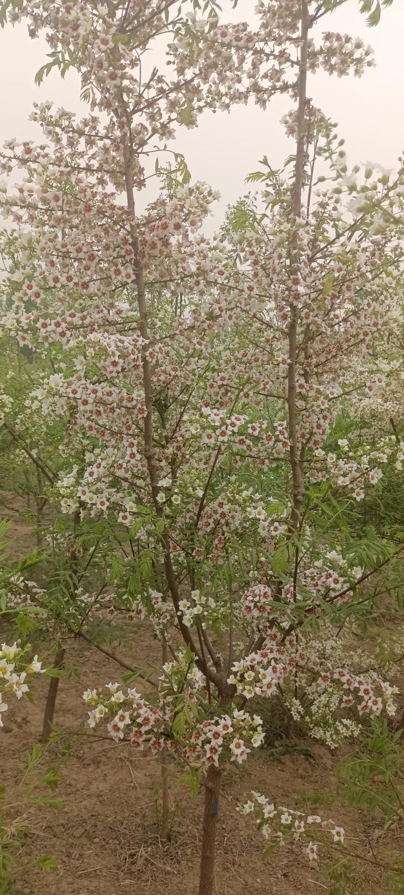 河北文冠果，文冠果树，文冠果苗，2公分以上文冠果