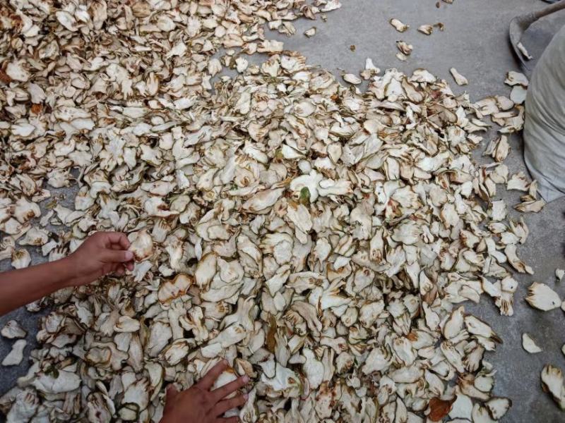 大量出售川佛手干片质量保证一手货源