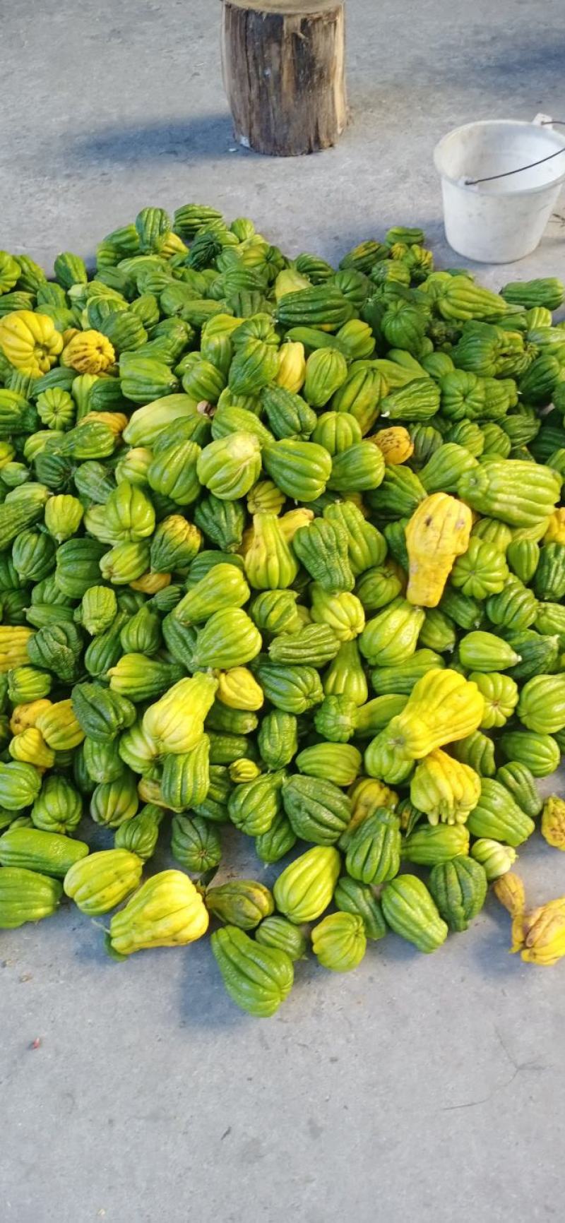 大量出售川佛手干片质量保证一手货源
