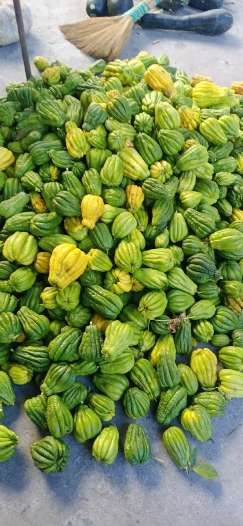 大量出售川佛手干片质量保证一手货源