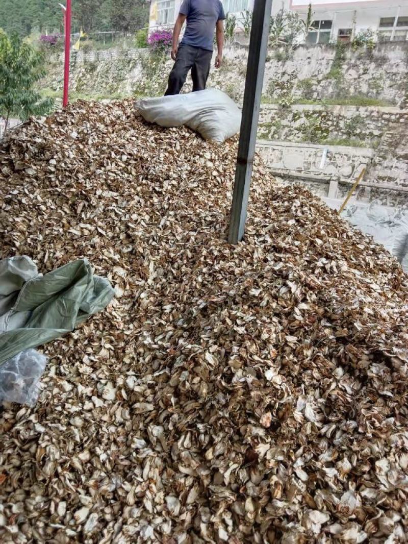 大量出售川佛手干片质量保证一手货源