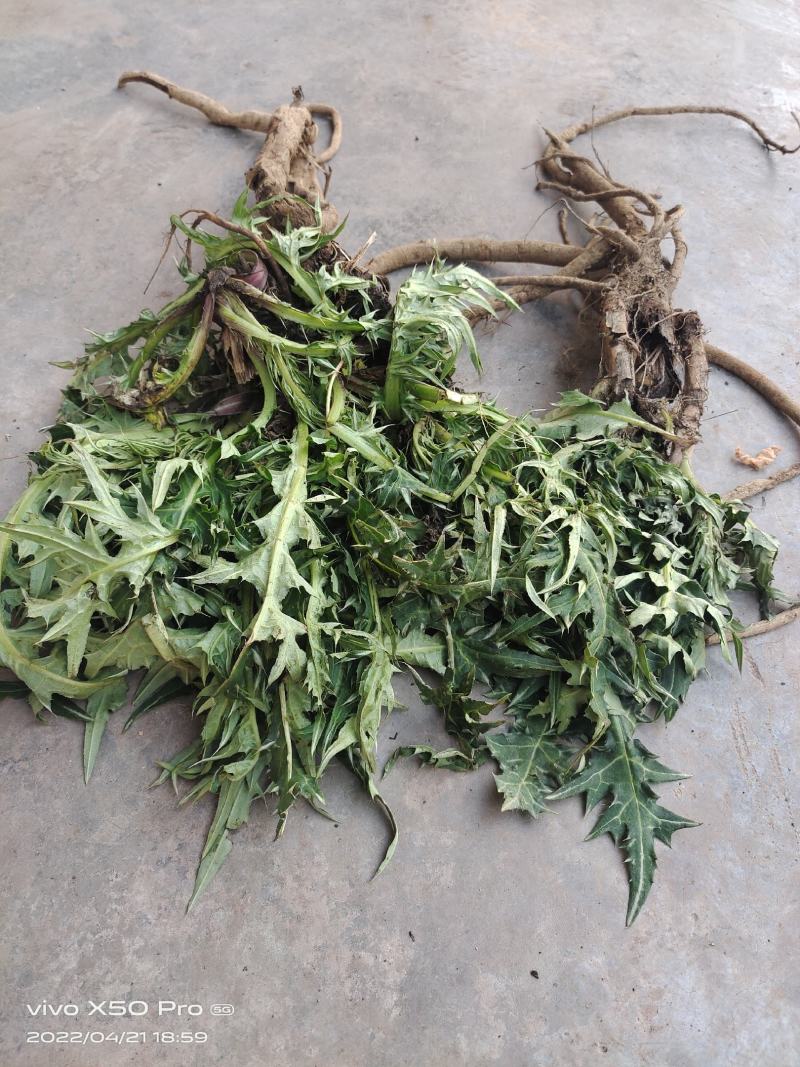方言喊马刺根或者鸡刺根