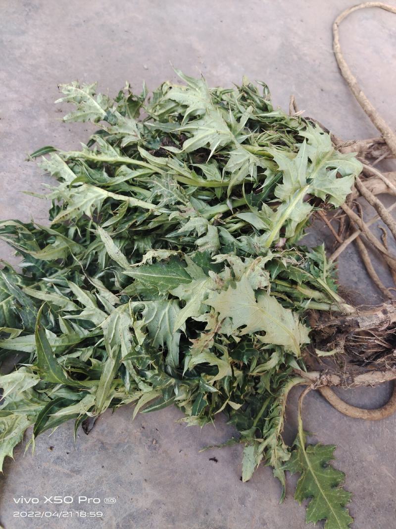 方言喊马刺根或者鸡刺根