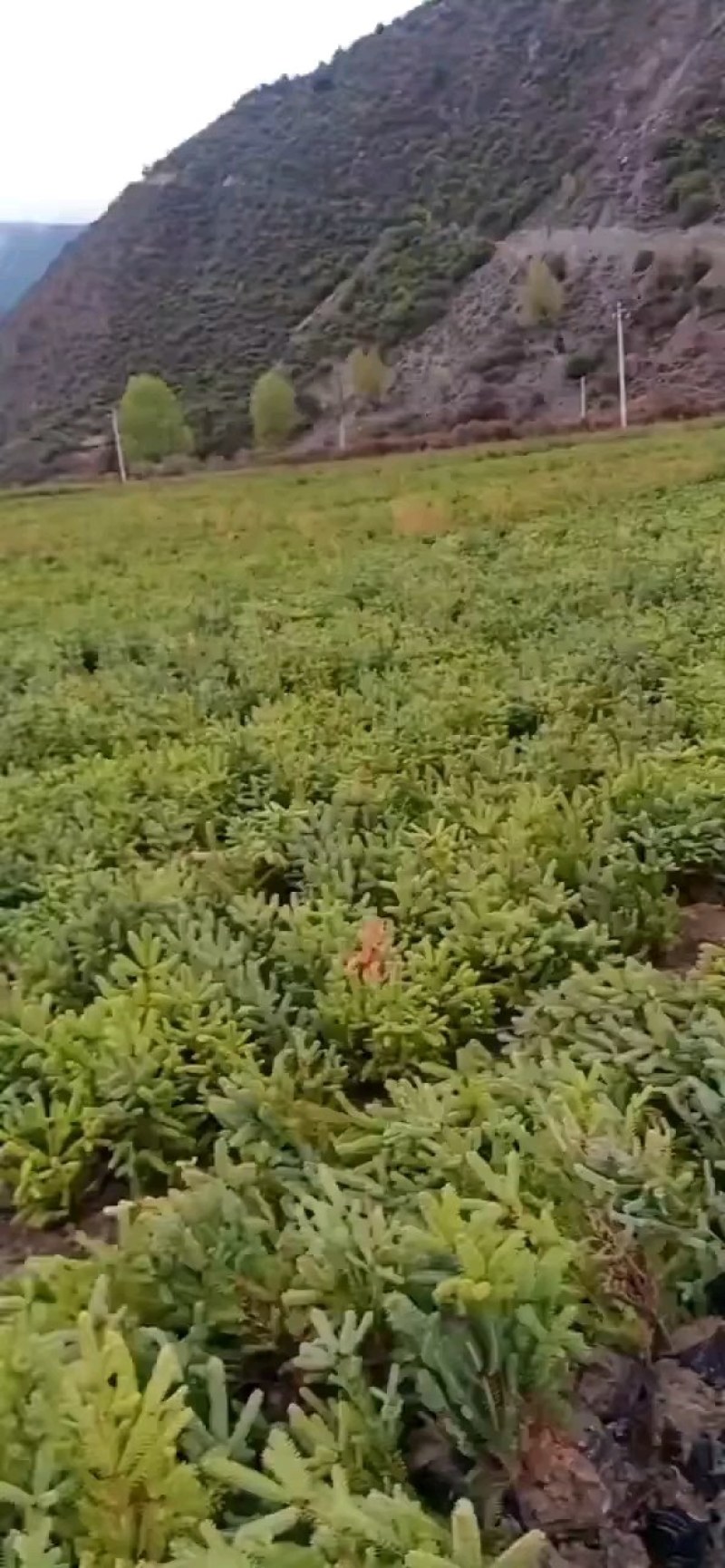 云杉甘肃云杉质量好成活率高规格齐全云杉杯苗各种造林苗木