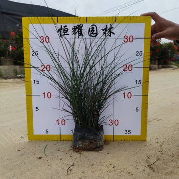 【细叶芒细叶芒草啦手笼】各种规格欢迎咨询详谈