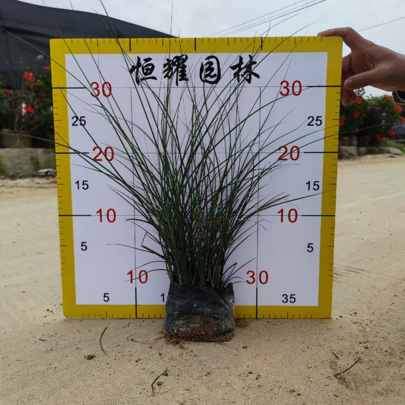【细叶芒细叶芒草啦手笼】各种规格欢迎咨询详谈