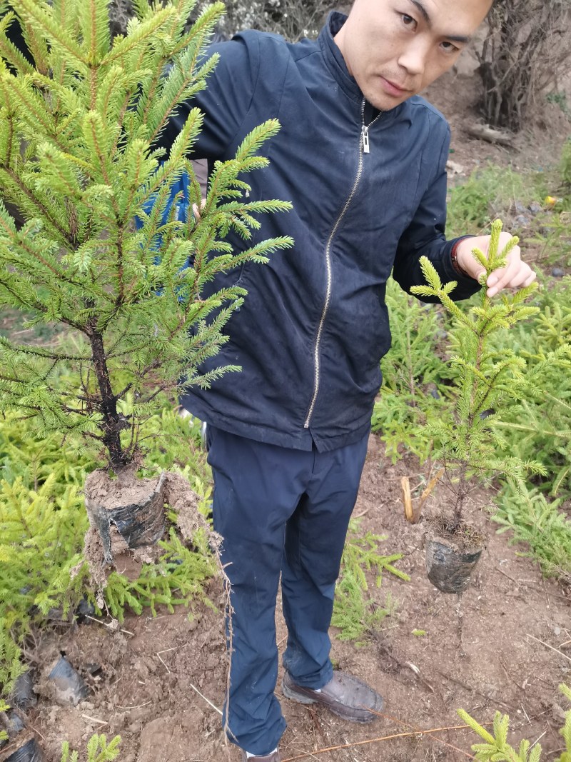 云杉甘肃云杉质量好成活率高规格齐全云杉杯苗各种造林苗木