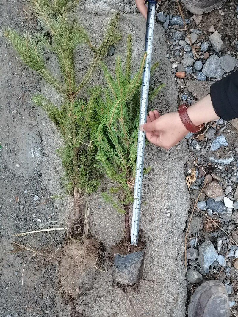 云杉甘肃云杉质量好成活率高规格齐全云杉杯苗各种造林苗木