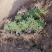 云杉甘肃云杉质量好成活率高规格齐全云杉杯苗各种造林苗木