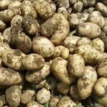 刚刚上市的新土豆