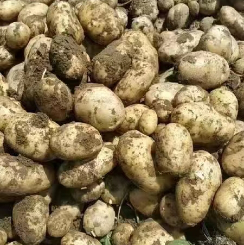 刚刚上市的新土豆