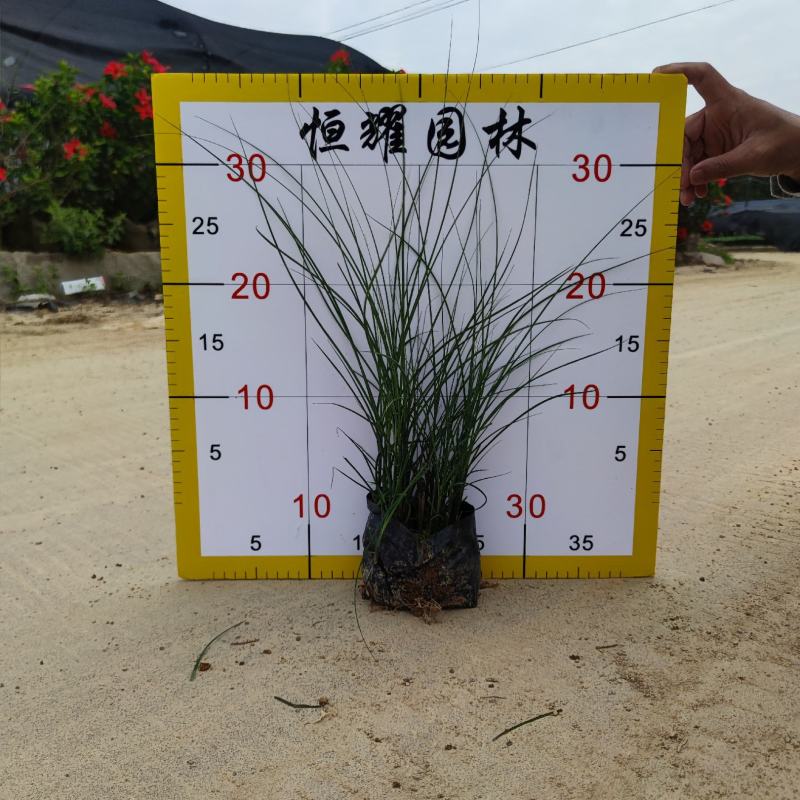 【细叶芒细叶芒草啦手笼】各种规格欢迎咨询详谈