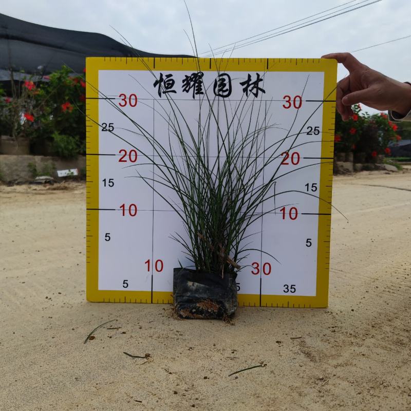【细叶芒细叶芒草啦手笼】各种规格欢迎咨询详谈