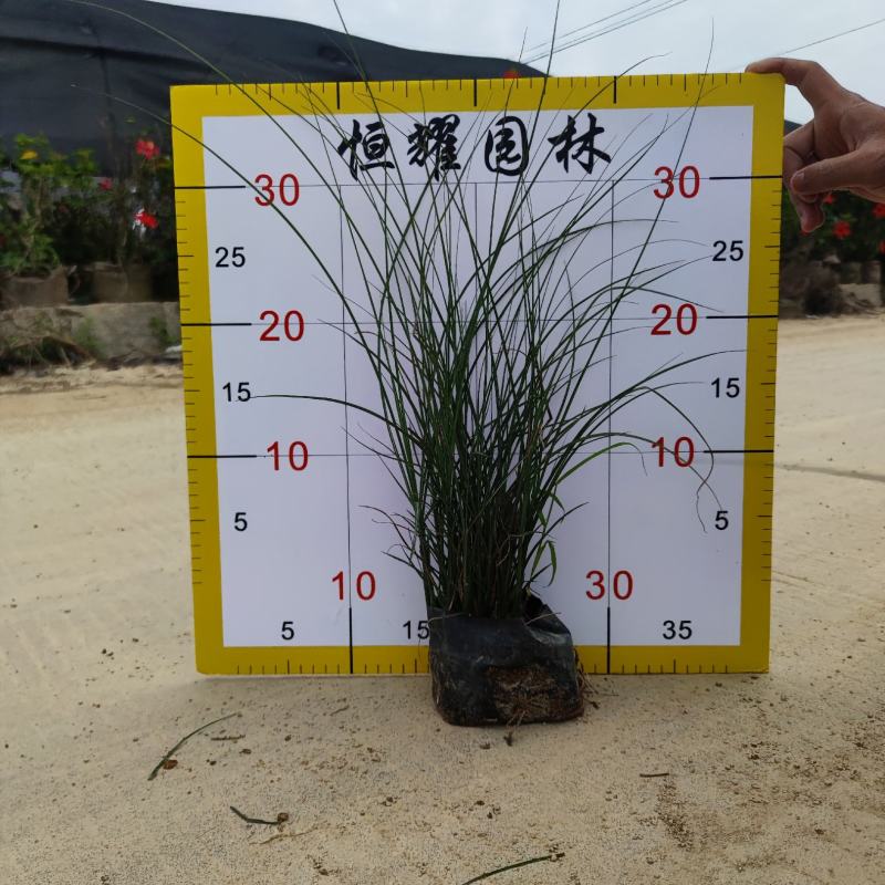 【细叶芒细叶芒草啦手笼】各种规格欢迎咨询详谈