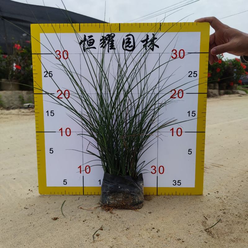 【细叶芒细叶芒草啦手笼】各种规格欢迎咨询详谈