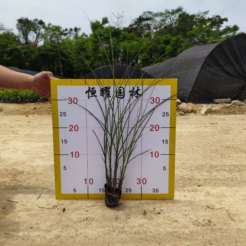 【细叶芒细叶芒草啦手笼】各种规格欢迎咨询详谈