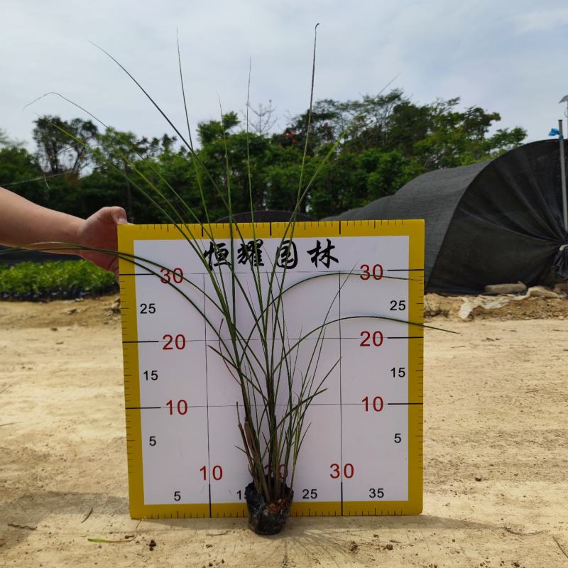【细叶芒细叶芒草啦手笼】各种规格欢迎咨询详谈