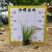【金叶石菖蒲】5斤袋7斤袋各种规格福建漳州基地直发